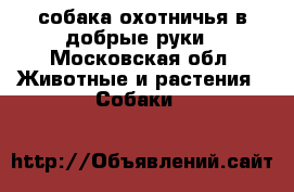 собака охотничья в добрые руки - Московская обл. Животные и растения » Собаки   